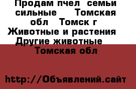 Продам пчел, семьи сильные.  - Томская обл., Томск г. Животные и растения » Другие животные   . Томская обл.